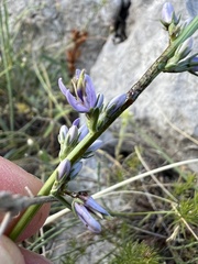 author not stated, no rights reserved Asyneuma limonifolium, photograph author not stated, no rights reserved