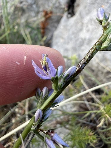 Asyneuma limonifolium, photograph 4