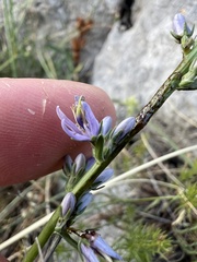 author not stated, no rights reserved Asyneuma limonifolium, photograph author not stated, no rights reserved