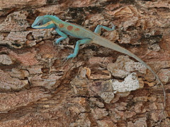 Siamese Blue Crested Lizard photo 3