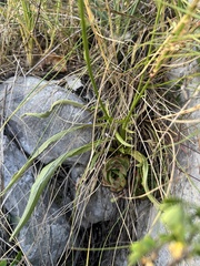 author not stated, no rights reserved Asyneuma limonifolium, photograph author not stated, no rights reserved