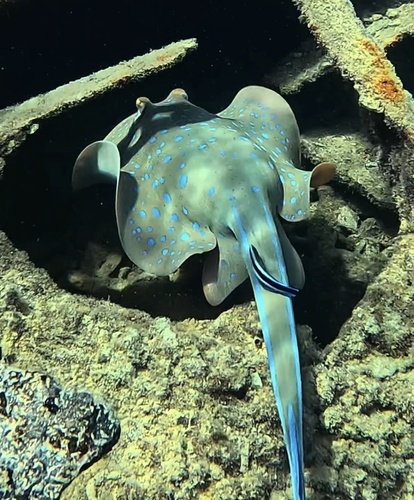 Blue spotted lagoon ray (Taeniura lymma) — Dasyatidae