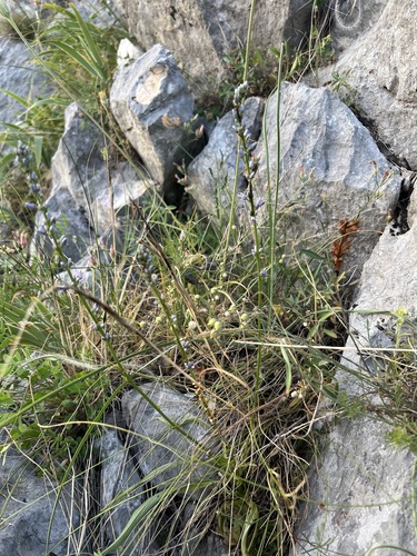 Asyneuma limonifolium, photograph 6