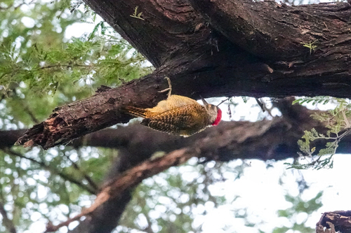 iNaturalist image
