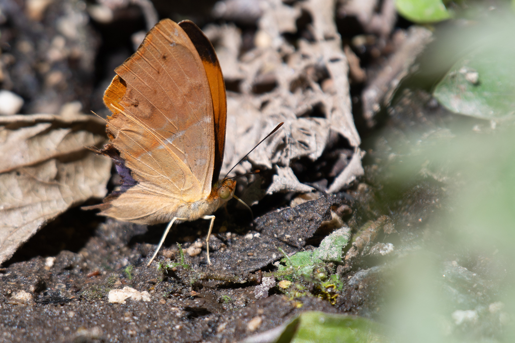 Marpesia corita phiale
