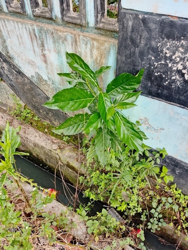 Morinda citrifolia