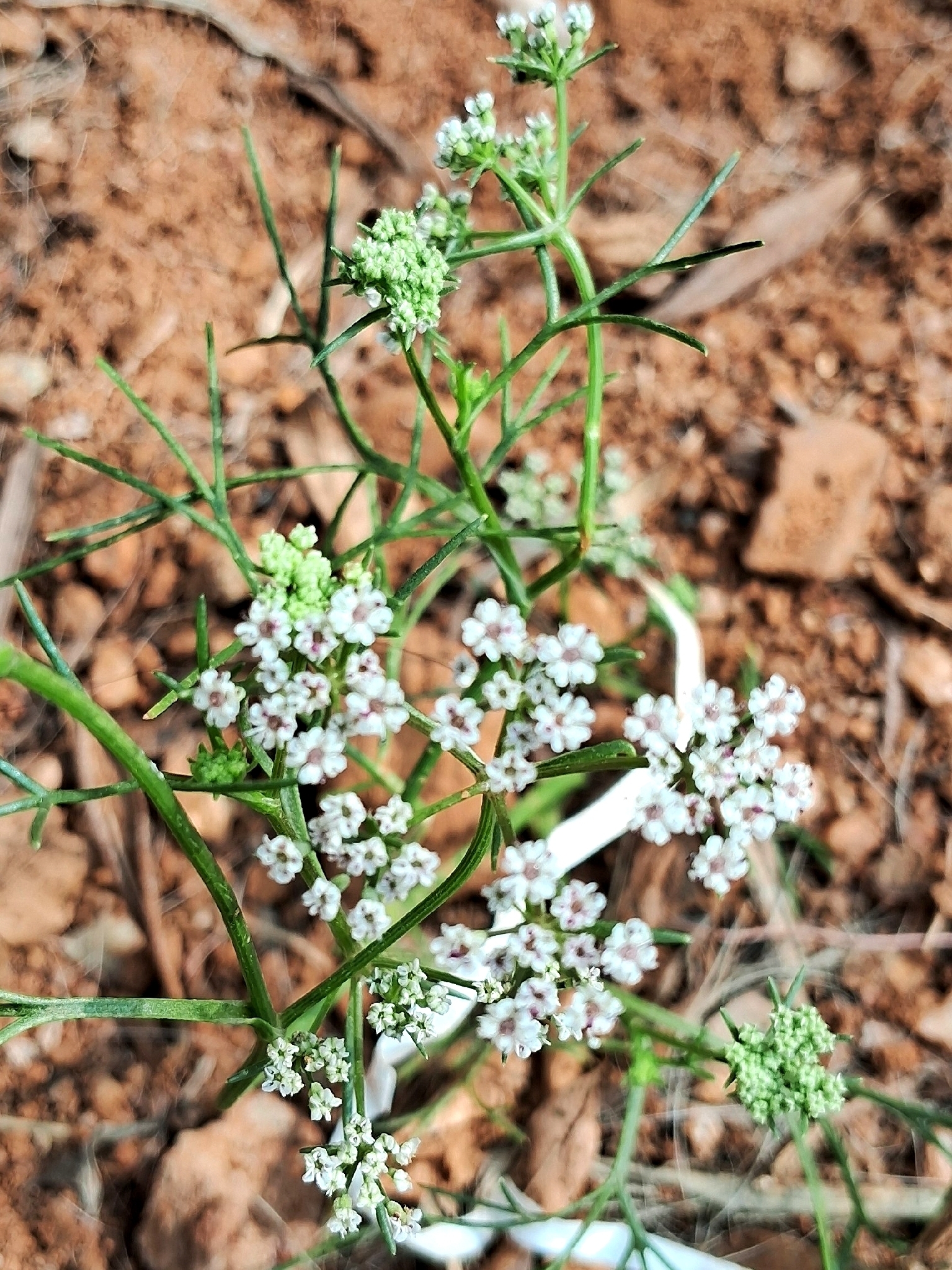 Cilantro