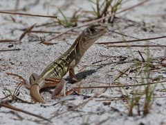 Songkhla Butterfly Lizard photo 4