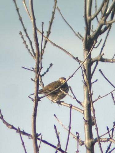 Meadow Pipit (Anthus pratensis), photo 7