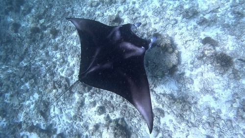 Mobula ray