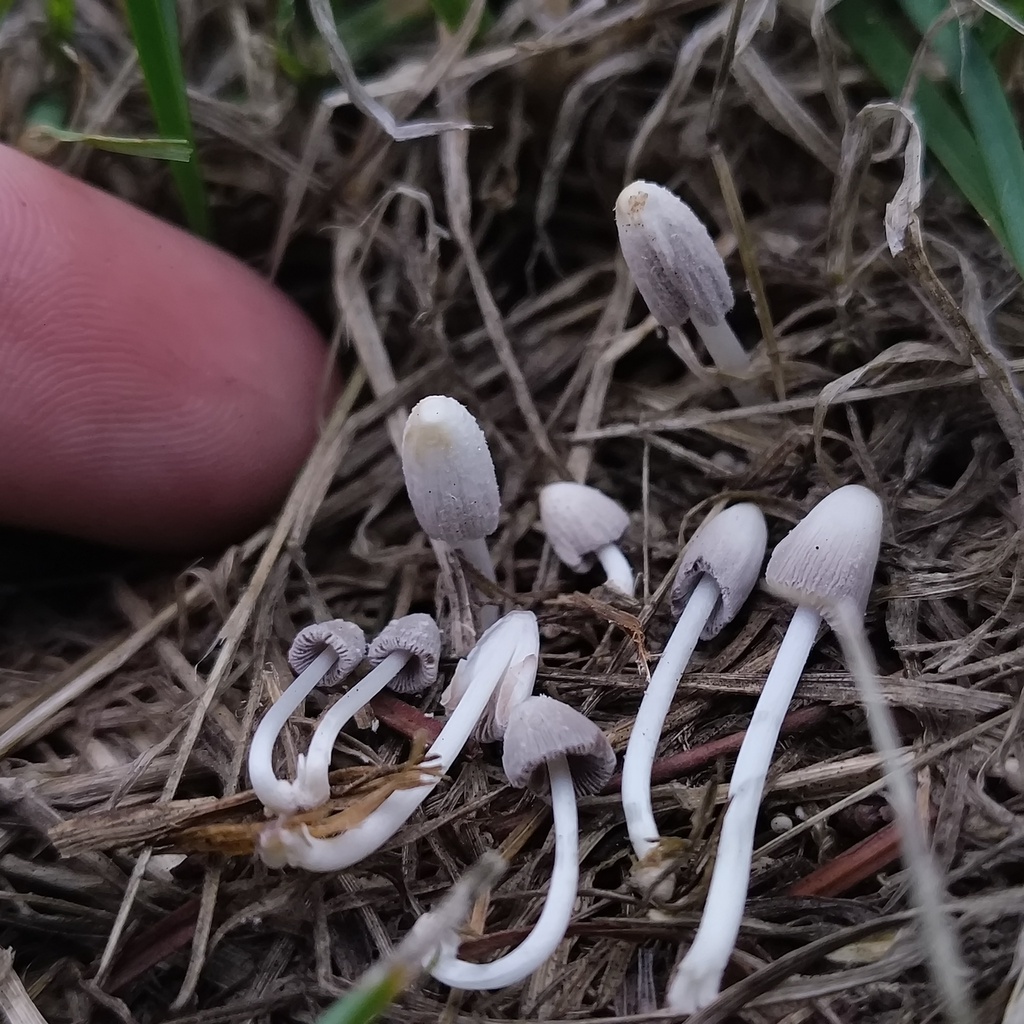 Coprinopsis pseudofriesii