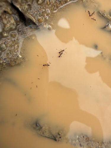 iNaturalist observation photo of Argentine Ant