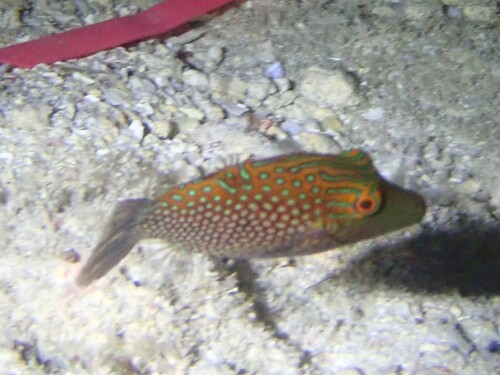 Green-spotted toby (Canthigaster janthinoptera) — Tetraodontidae