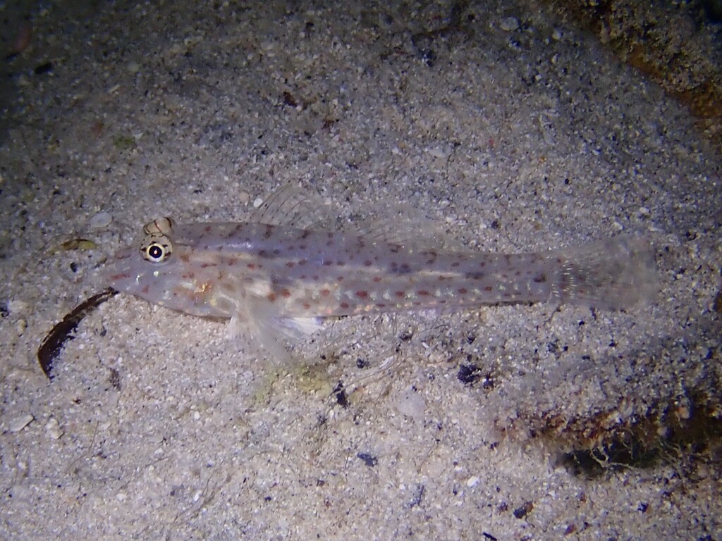 African fusegoby (Fusigobius neophytus) — Gobiidae