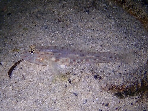 African fusegoby (Fusigobius neophytus) — Gobiidae