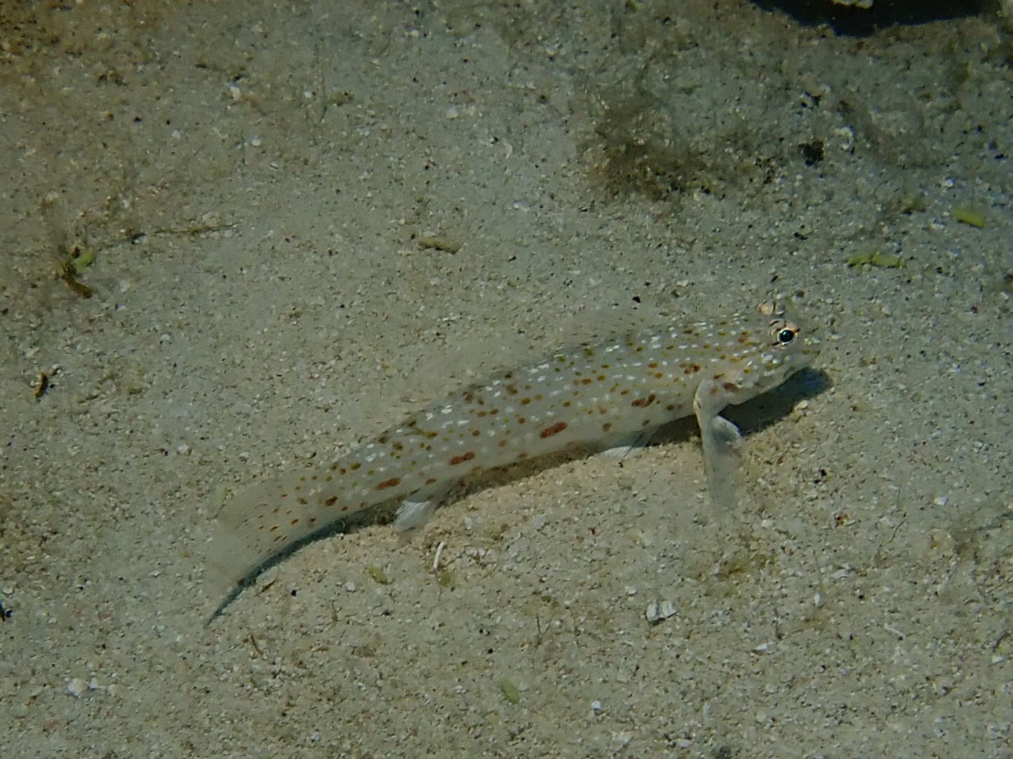 Brown-Speckled Sand-Goby photo 6