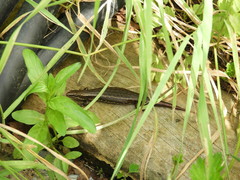 Oligosoma inconspicuum