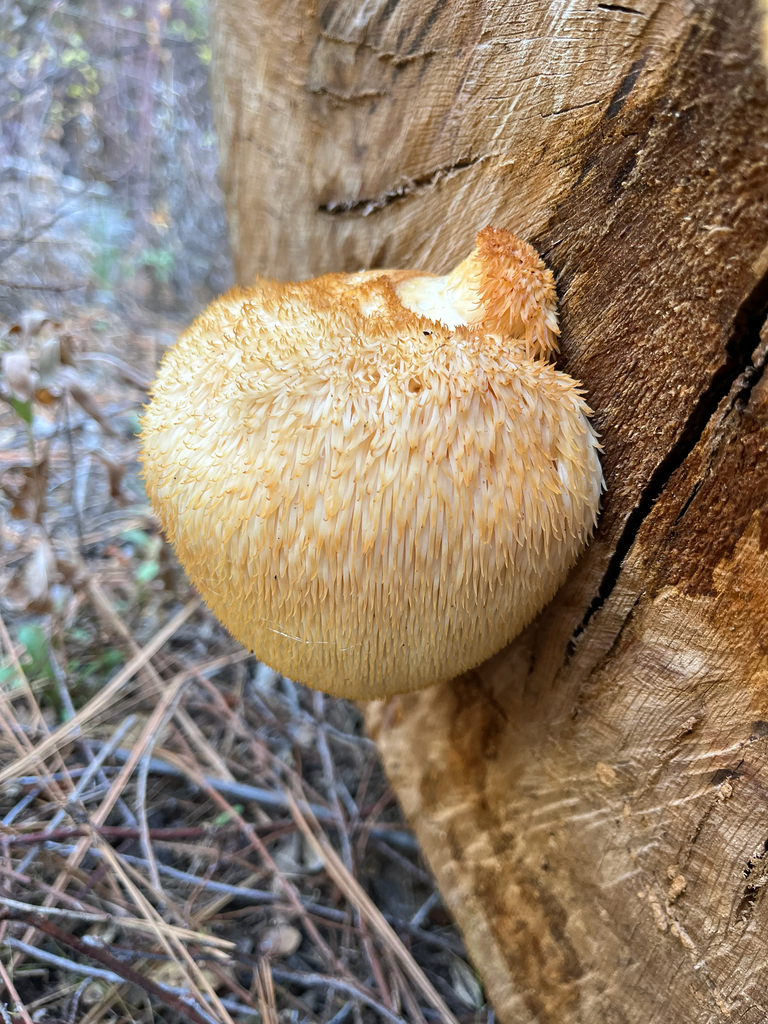 Hericium erinaceus · December 2025 · photo: © slimygrub (iNaturalist, cc-by)