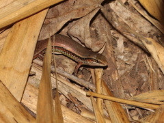 Subdoluseps bowringii