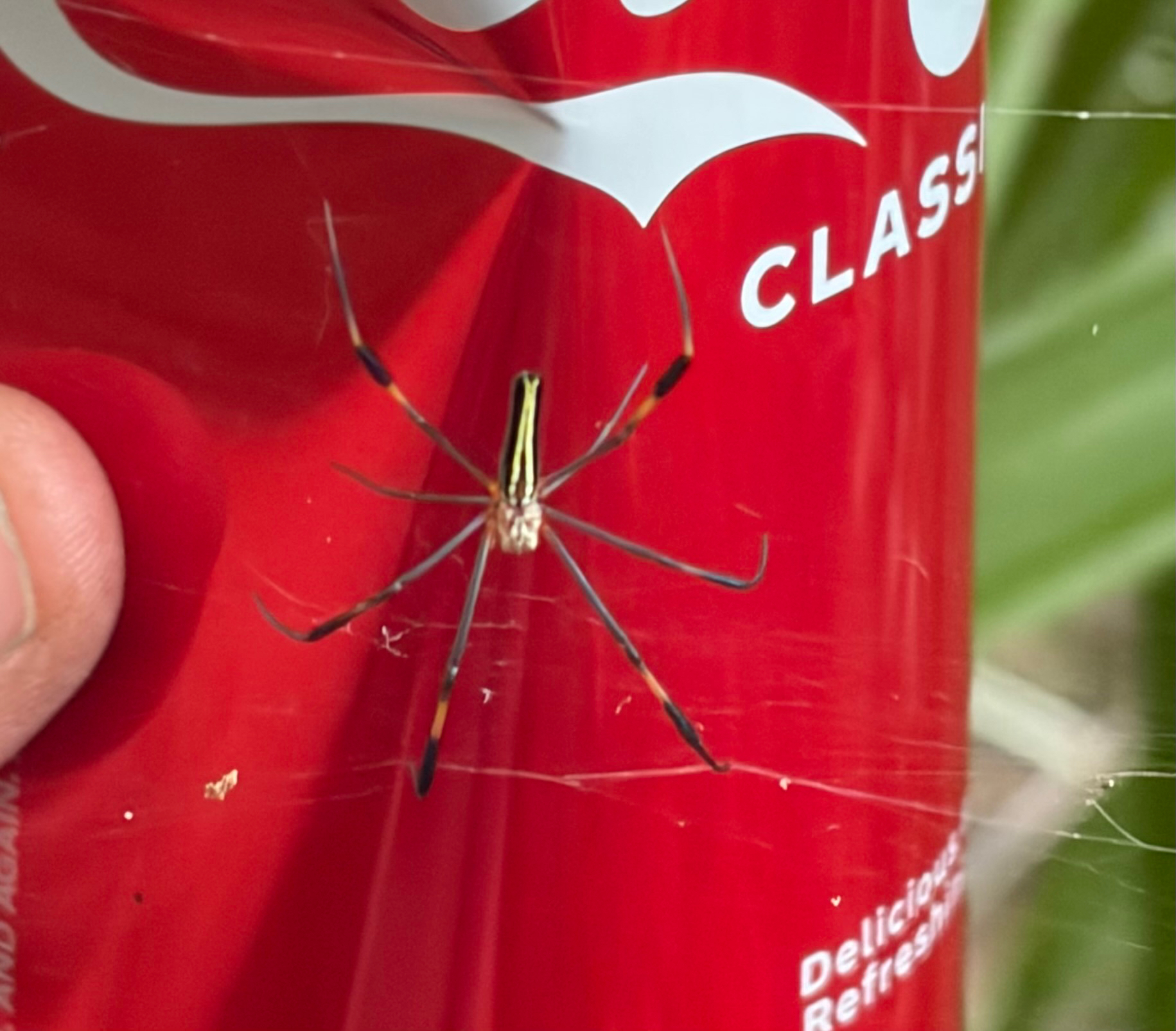 Nephila pilipes (Fabricius, 1793)