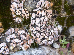 Psora decipiens