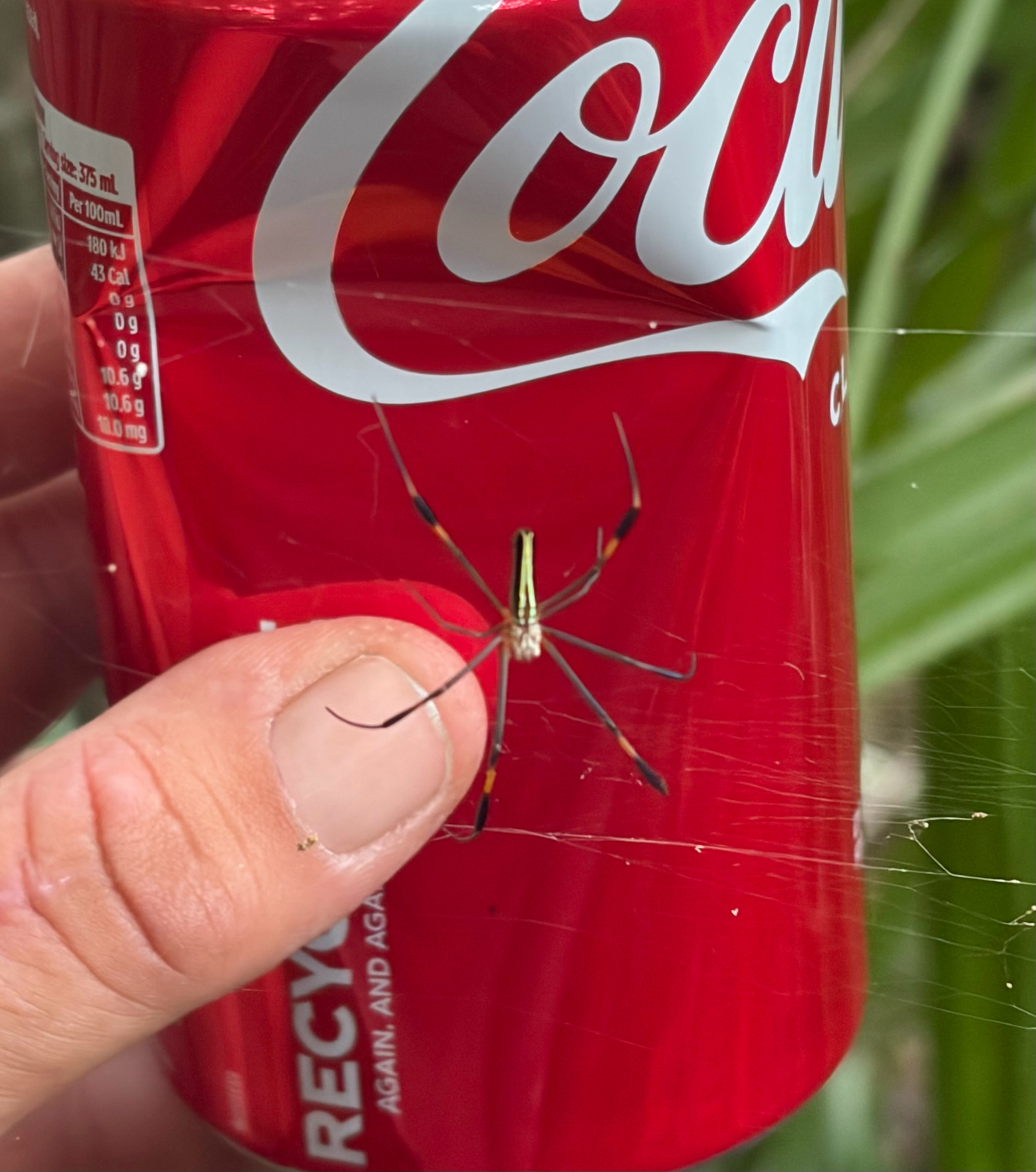 Nephila pilipes (Fabricius, 1793)