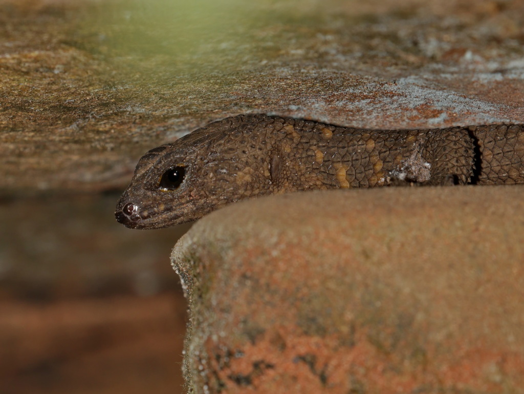 Broad-Scaled Stream Skink