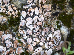 Psora decipiens