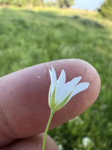 Marsh Stitchwort (Stellaria palustris)