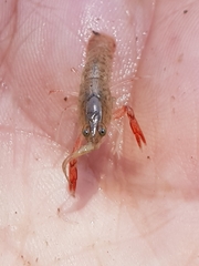 Cherax