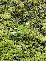 Kumlienia hystricula