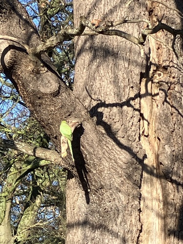 Rose-ringed Parakeet (Psittacula krameri), photo 9