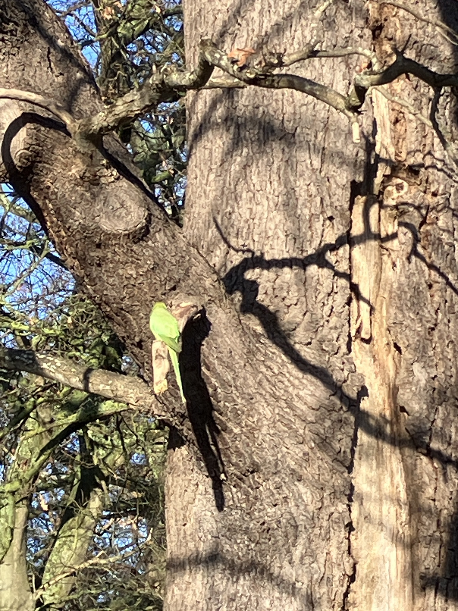 Rose-ringed Parakeet (Psittacula krameri), photo 9