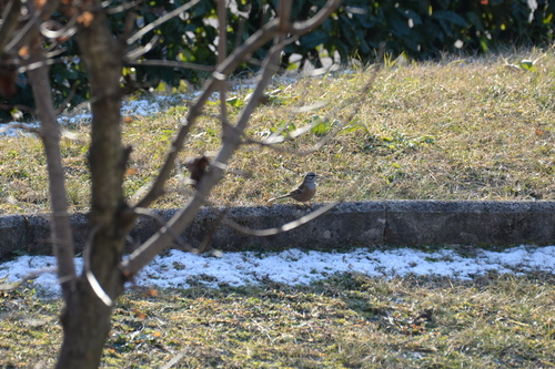 Rock Bunting (Emberiza cia), photo 2