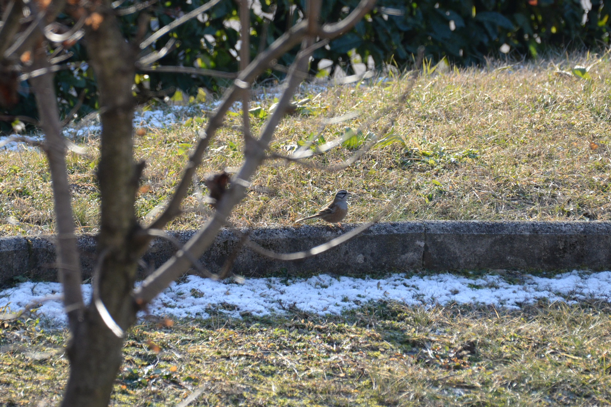 Rock Bunting (Emberiza cia), photo 2