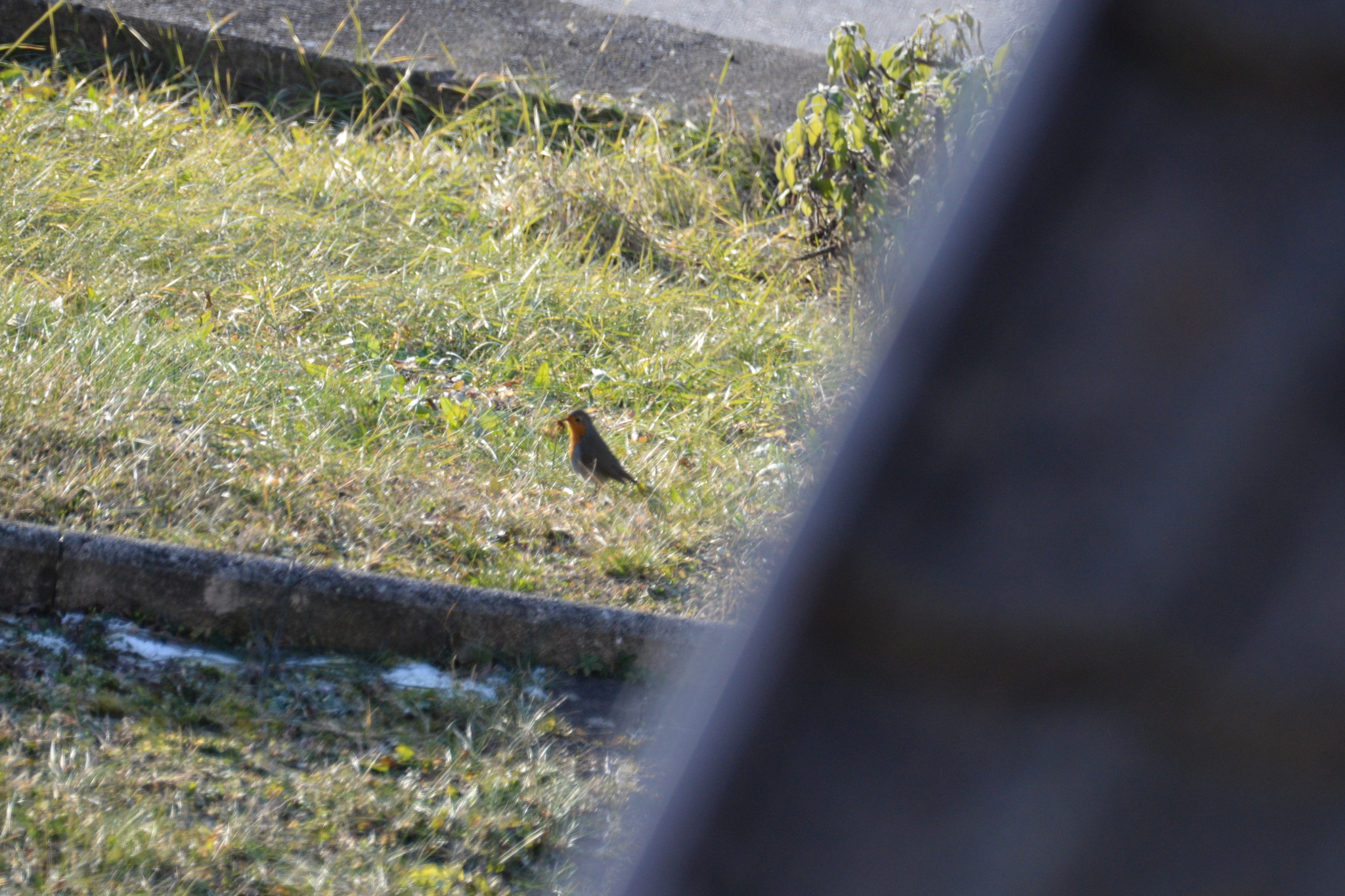 Erithacus rubecula