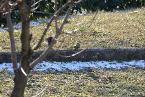 Rock Bunting (Emberiza cia)