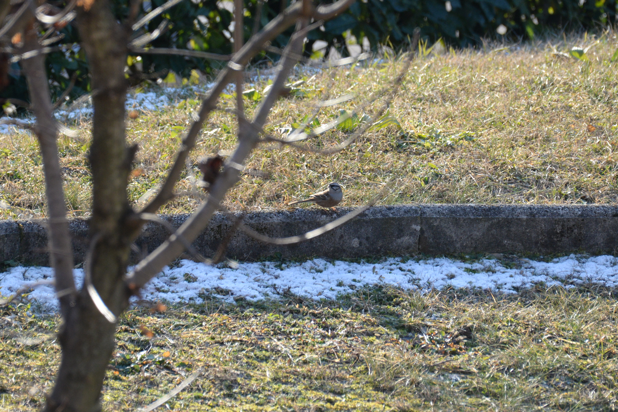 Rock Bunting (Emberiza cia), photo 1