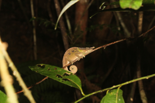 Malthe's Green-eared Chameleon