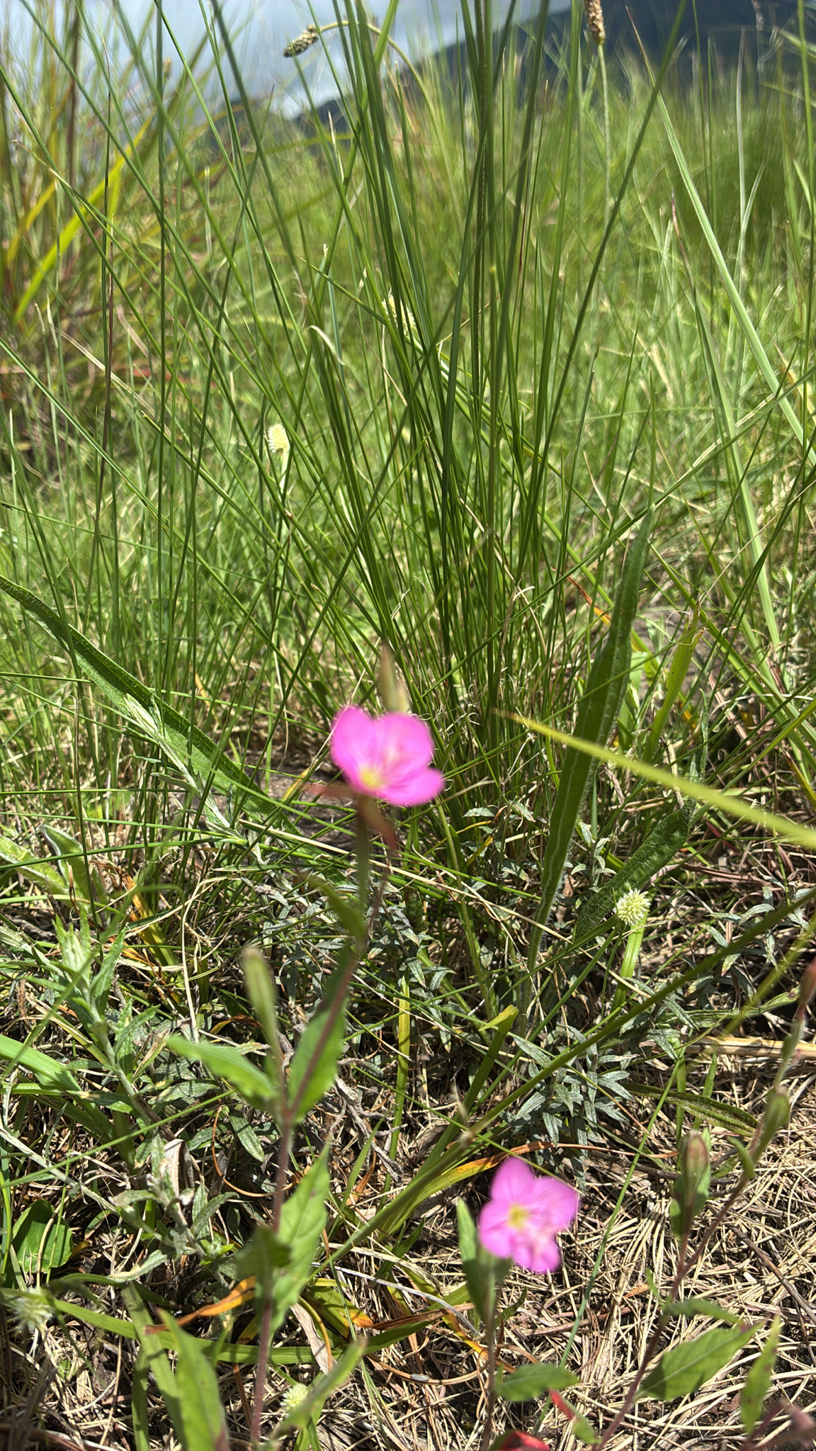 Rose evening primrose