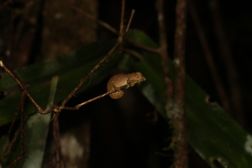 Yellow-green Chameleon, Calumma malthe