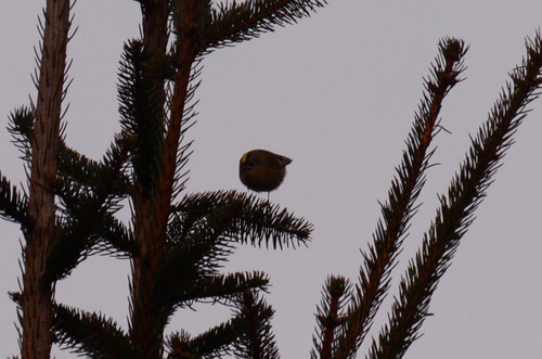 Goldcrest (Regulus regulus), photo 1