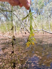 Chara australis