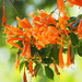 Flame Vine - Photo (c) 葉子, some rights reserved (CC BY-NC), uploaded by 葉子