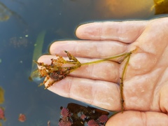 Chara australis