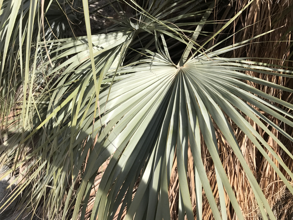Mexican Blue Palm