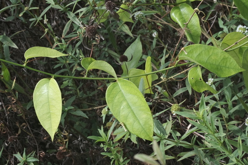 Passiflora cerasina (Passiflora cerasina)