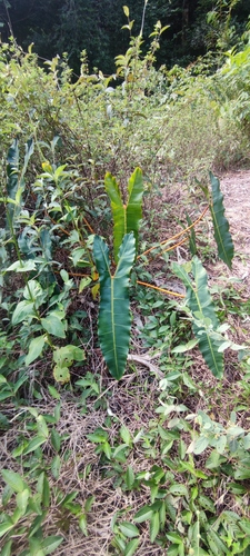 Philodendron billietiae, photograph 3