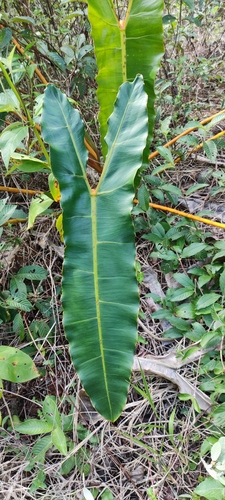 Philodendron billietiae (Philodendron billietiae)