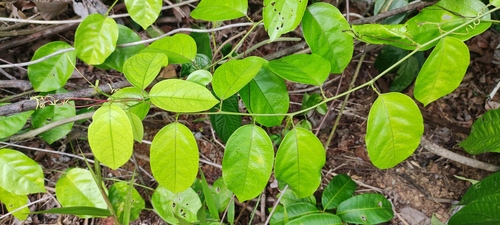 Passiflora cerasina (Passiflora cerasina)